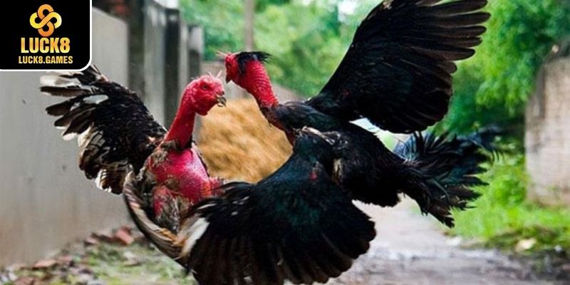 Bí quyết giúp thắng đậm khi chơi tại Đá gà Luck8