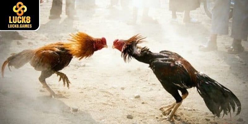 Lưu ý quan trọng khi cá cược tại Đá gà Luck8
